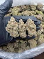 kush2.jpg kush2.jpg